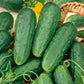 Homemade Pickles Cucumber