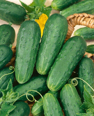 Homemade Pickles Cucumber Seeds online shopping