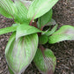 First Blush Hosta Plants online shopping