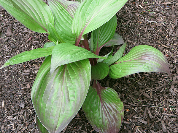 First Blush Hosta Plants online shopping