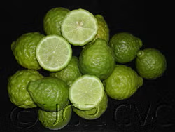 Citrus Hystrix Kaffir Lime Papeda Budwood citrus plant material online shopping