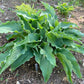 Childhood Fantasy Hosta Plants online shopping