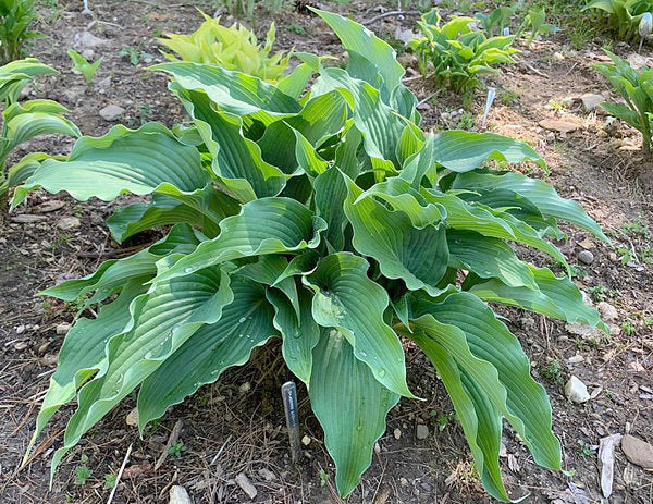 Childhood Fantasy Hosta Plants online shopping