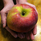 Wolf River Heirloom Biggest Apple Tree