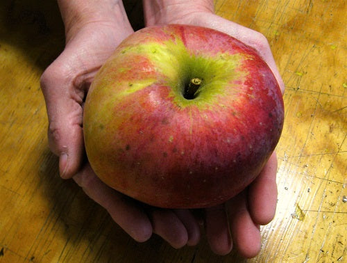 Wolf River Heirloom Biggest Apple Tree