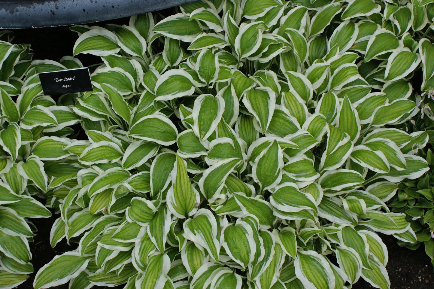 Bunchoko Hosta Plants online shopping