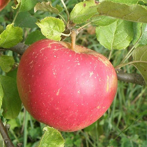 Red apple on a tree branch with green leaves
