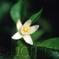 Yuzu Ichandrin Papeda Hybrid Budwood citrus plant material online shopping
