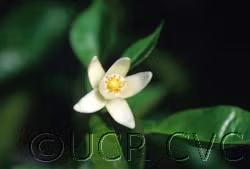 Yuzu Ichandrin Papeda Hybrid Budwood citrus plant material online shopping
