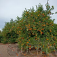 Yosemite Gold Mandarin Budwood citrus plant material online shopping