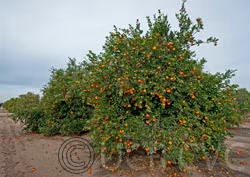 Yosemite Gold Mandarin Budwood citrus plant material online shopping