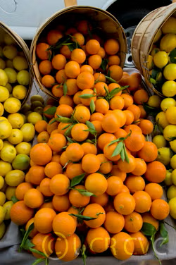 Nova Mandarin Budwood citrus plant material online shopping