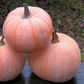 Winter Luxury Organic Pumpkin