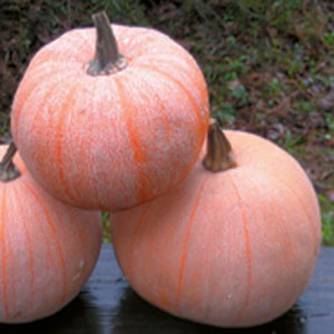 Winter Luxury Organic Pumpkin Seeds online shopping