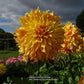 Bonaventure Dahlia Plants online shopping
