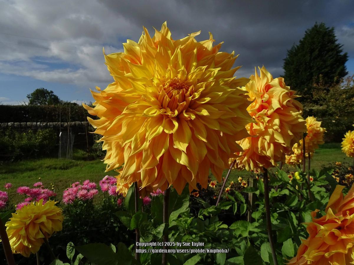 Bonaventure Dahlia Plants online shopping
