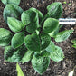 Ripped Hosta Plants online shopping