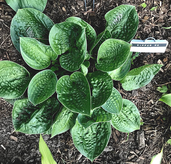 Ripped Hosta Plants online shopping