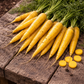 Yellowstone Carrot