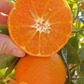 Hickson Mandarin Budwood citrus plant material online shopping