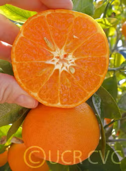 Hickson Mandarin Budwood citrus plant material online shopping