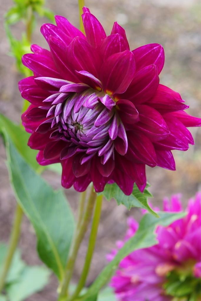 Nadine Jessie Dahlia