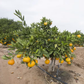 Xie Shan Satsuma Mandarin Budwood citrus plant material online shopping