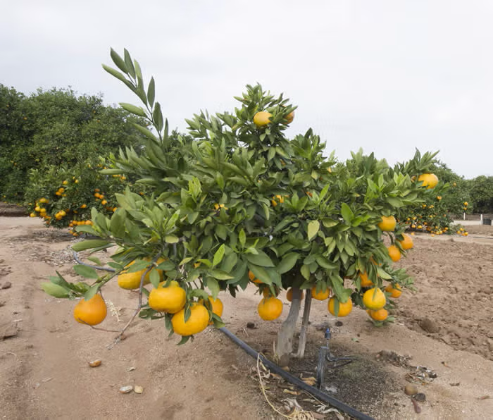 Xie Shan Satsuma Mandarin Budwood citrus plant material online shopping