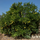 C-190 Citrumelo Trifoliate Hybrid Budwood citrus plant material online shopping