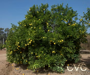 C-190 Citrumelo Trifoliate Hybrid Budwood citrus plant material online shopping
