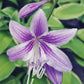 Sea Lightning Hosta Plants online shopping