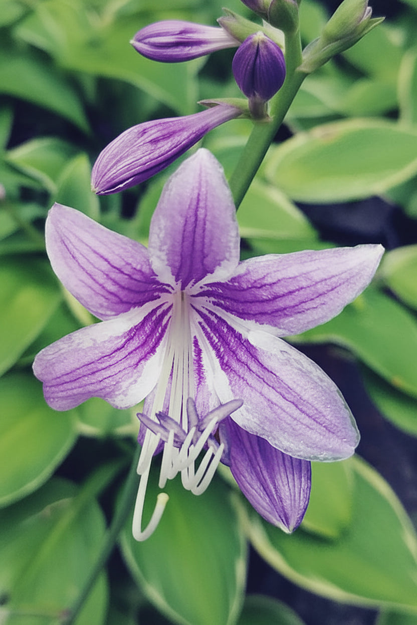 Sea Lightning Hosta Plants online shopping