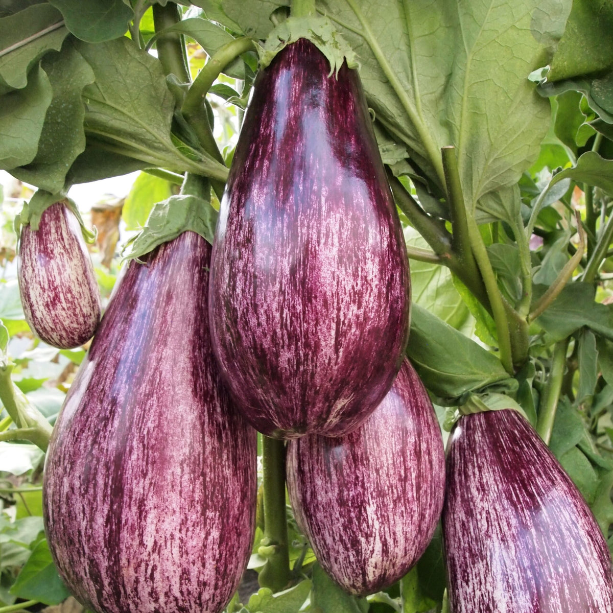 Listada de Gandia Organic Aubergine