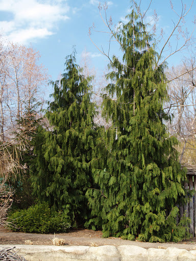 Chamaecyparis Callitropsis Nootkatensis Weeping Nootka False Cypress