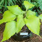 Holar Sunset Python Hosta Plants online shopping