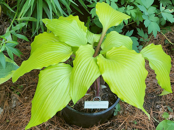 Holar Sunset Python Hosta Plants online shopping
