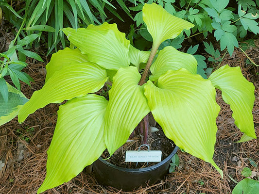 Holar Sunset Python Hosta Plants online shopping