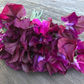 Ed Fincham Bella Sweet Pea seeds online shopping