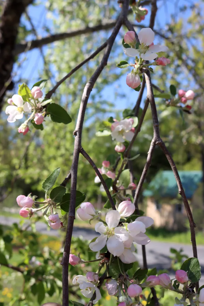 Yellow Transparent Heirloom Earliest Ripening Apple Plant Flowers