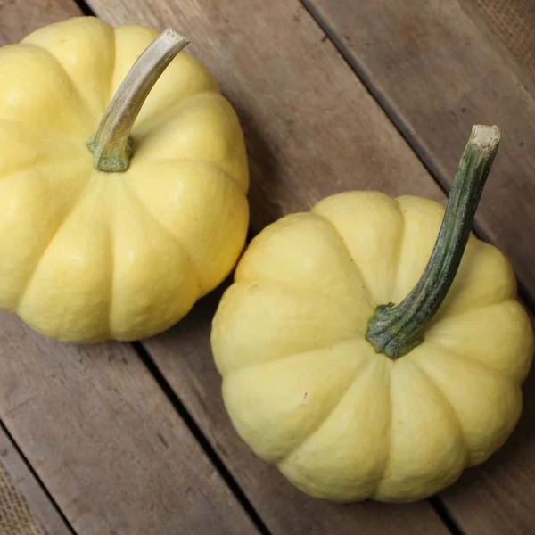 Sunshine F1 Pumpkin Seeds online shopping