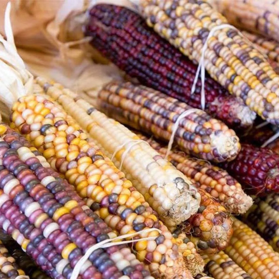Calico Popcorn Corn