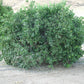 Ellendale Tangor Mandarin Budwood citrus plant material online shopping