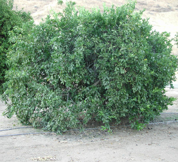 Ellendale Tangor Mandarin Budwood citrus plant material online shopping