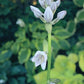 UFO Hosta Plants online shopping