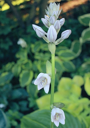 UFO Hosta Plants online shopping