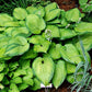 Mister Watson Hosta Plants online shopping