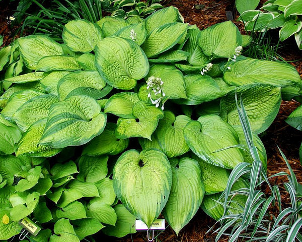 Mister Watson Hosta Plants online shopping