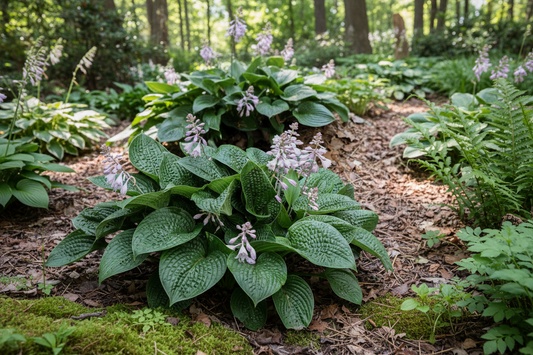 Alligator Rock Hosta Plants online shopping