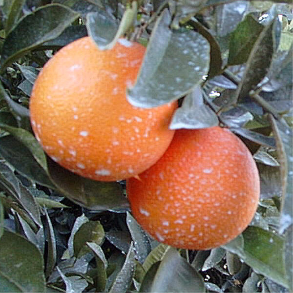 Campbell Nucellar Valencia Orange Budwood citrus plant material online shopping