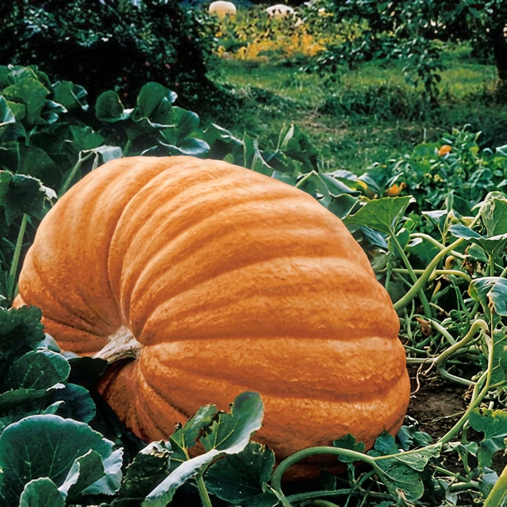 Dill's Atlantic Giant Pumpkin Seeds online shopping